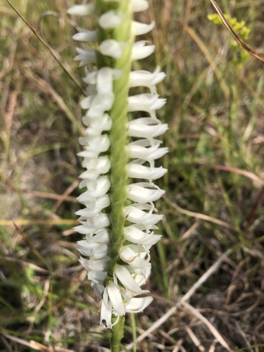 Spiranthes magnicamporum — flower photograph