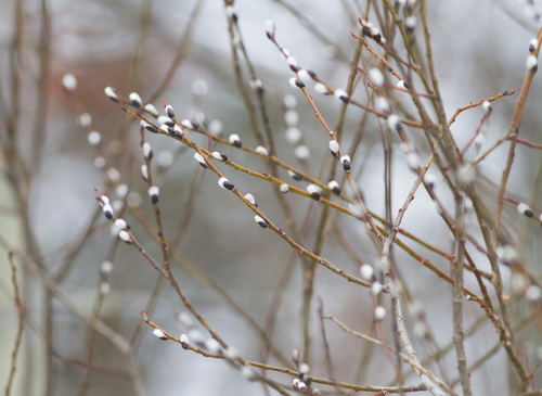 Salix discolor — flower photograph