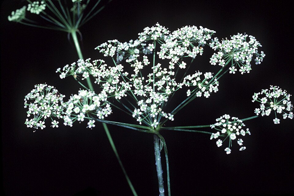 Oxypolis rigidior — bloom photograph