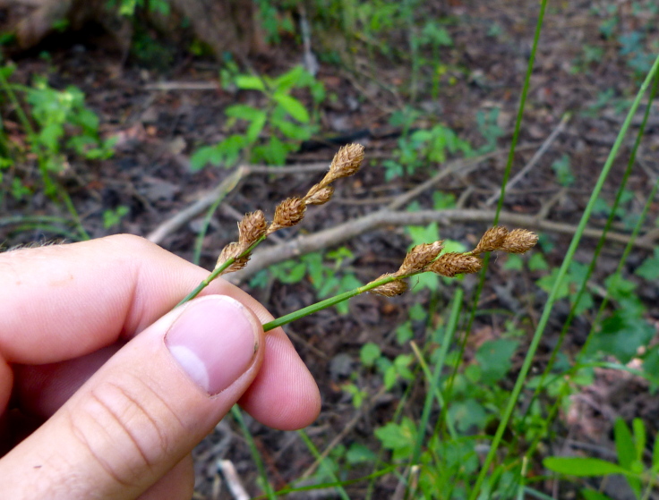 Carex alata — fruit photograph