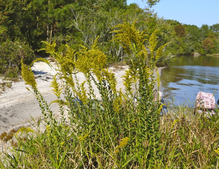 Solidago fistulosa — whole photograph