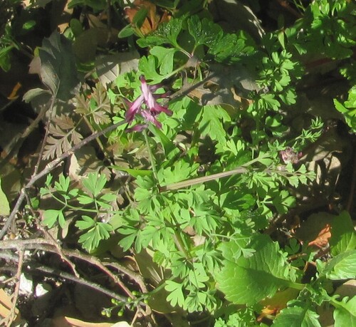 Fumaria officinalis — flower photograph