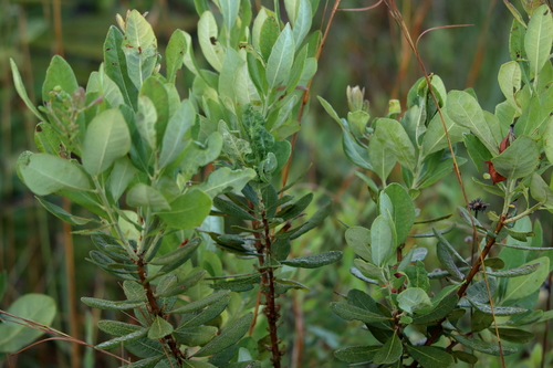 Morella caroliniensis — foliage photograph