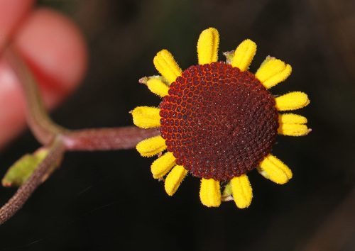 Helenium brevifolium — flower photograph