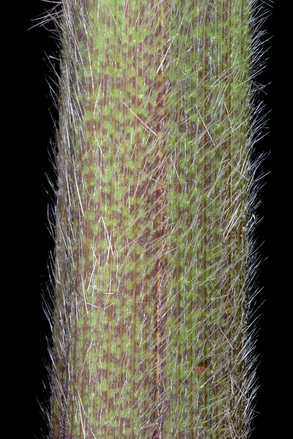 Echinochloa walteri — foliage photograph