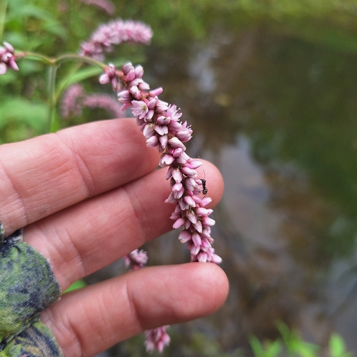 Persicaria orientalis — flower photograph