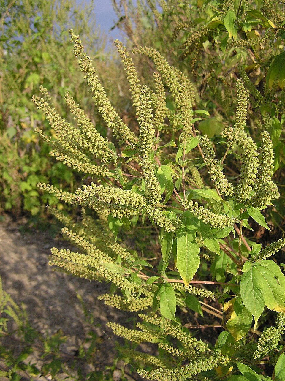 Ambrosia trifida — bloom photograph