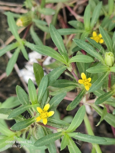 Pectis prostrata — flower photograph