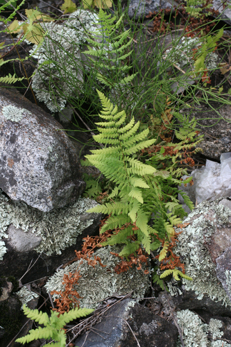 Thelypteris palustris — whole plant photograph