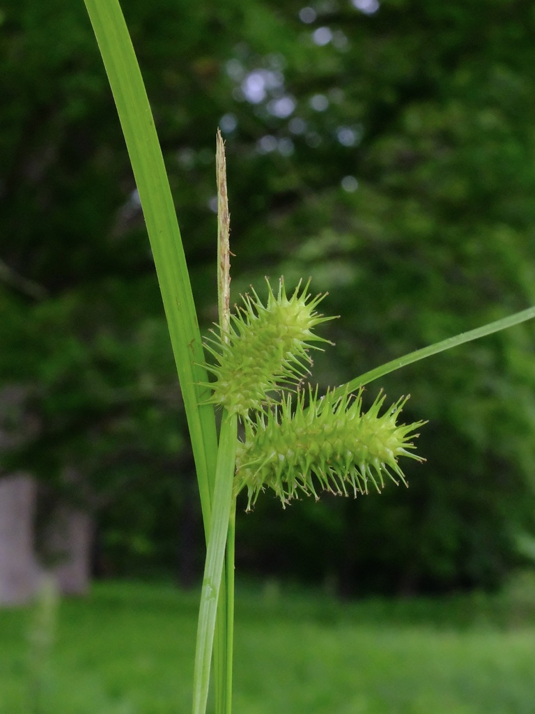 Carex lurida — fruit photograph