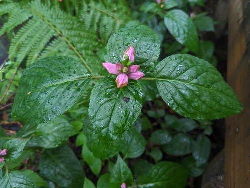 Chelone lyonii — bloom photograph
