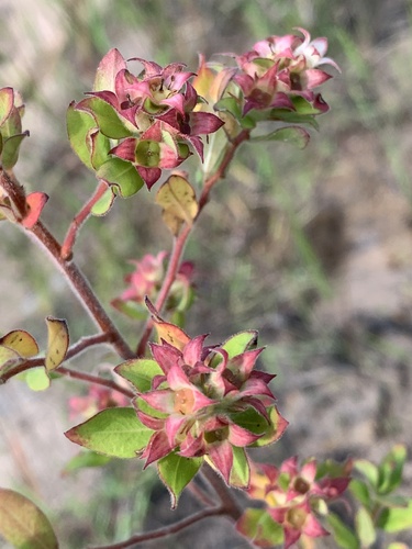 Ludwigia pilosa — flower photograph
