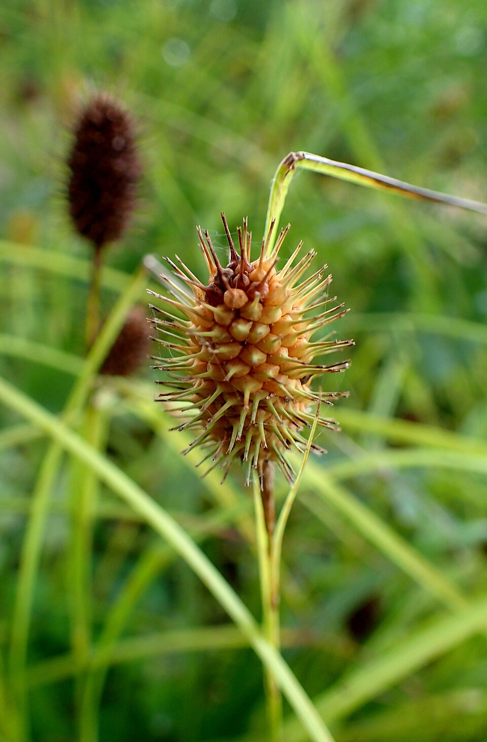 Carex squarrosa — fruit photograph