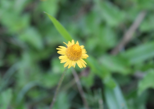 Acmella repens — flower photograph