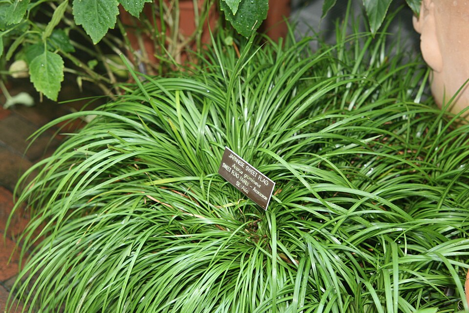 Acorus gramineus — whole photograph