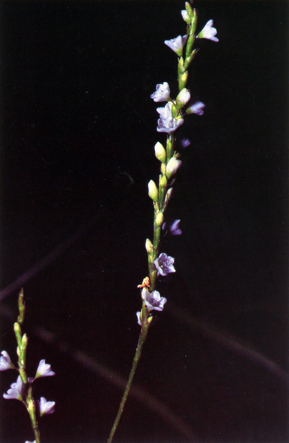 Persicaria punctata — bloom photograph