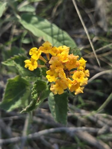 Lantana urticoides — flower photograph