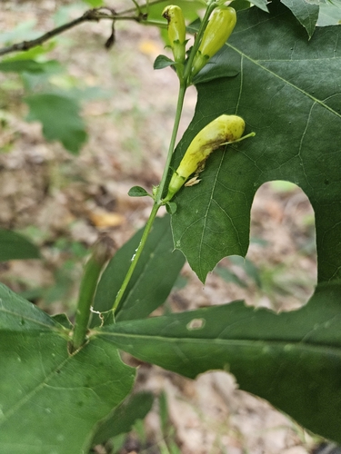 Aureolaria levigata — whole photograph