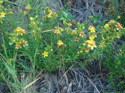 Hypericum lloydii photograph