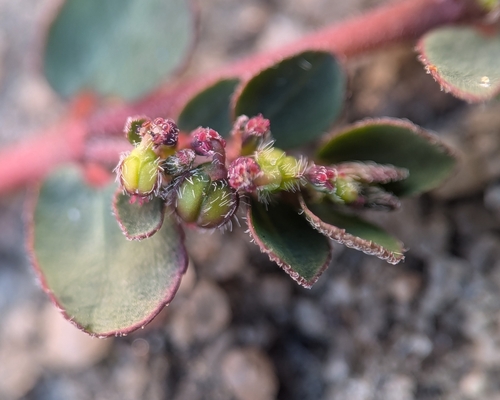 Euphorbia prostrata — fruit photograph
