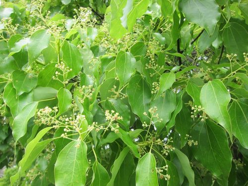 Camphora officinarum — foliage photograph