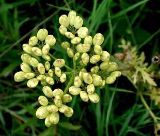 Polytaenia nuttallii — fruit photograph