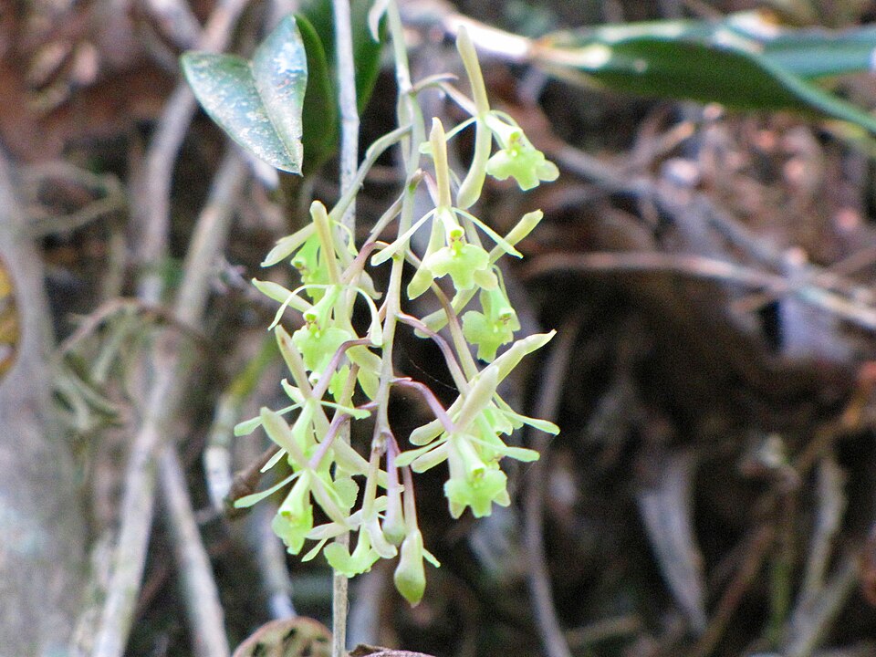 Epidendrum conopseum — bloom photograph
