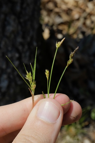 Carex umbellata — whole plant photograph