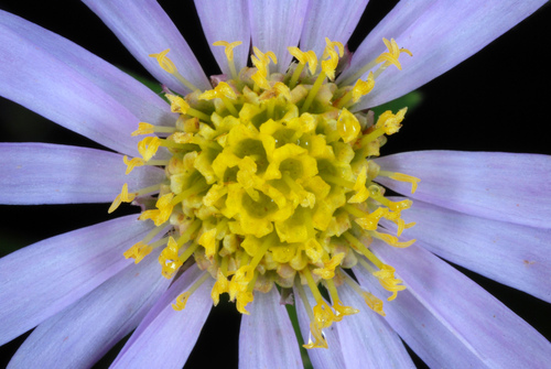 Aster tataricus — flower photograph