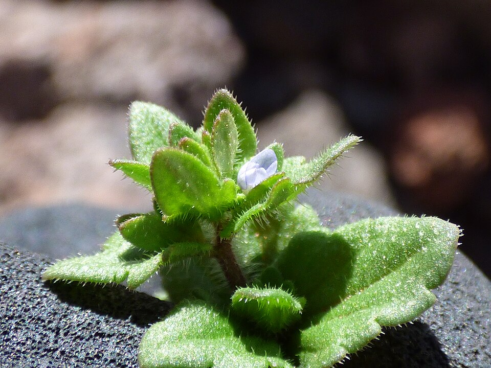 Veronica arvensis — flower photograph