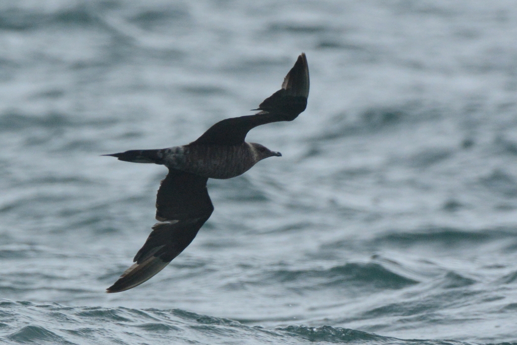 Adult Parasitic Jaeger, whole bird