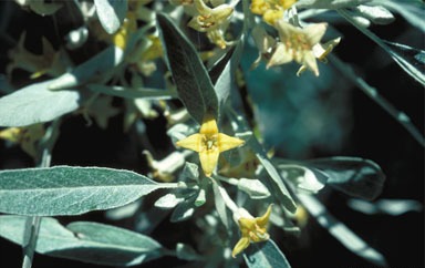Elaeagnus angustifolia — flower photograph