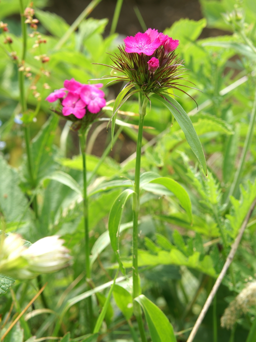 Dianthus barbatus — bloom photograph