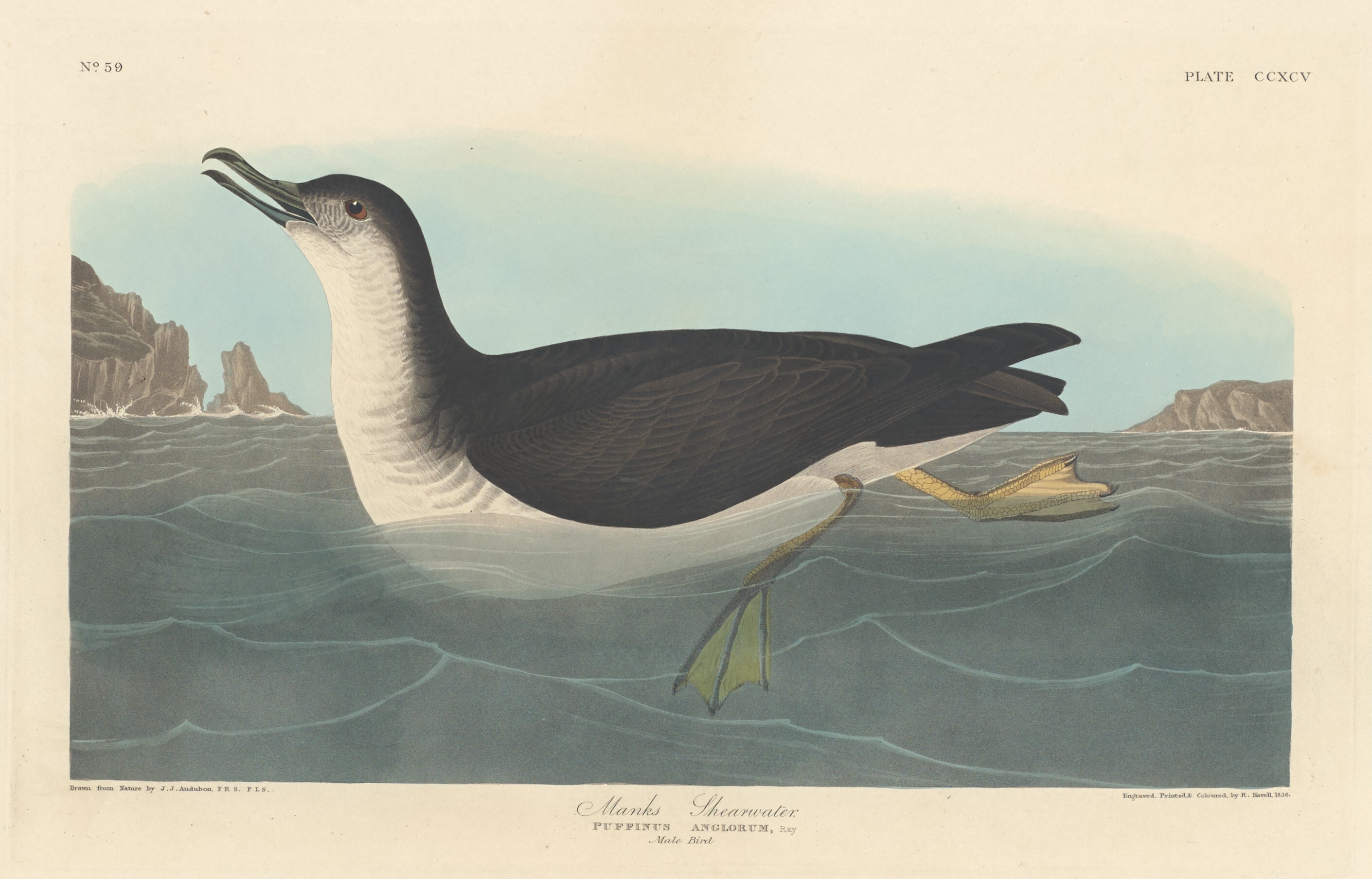 Hand-coloured plate of the Manx Shearwater by John James Audubon, The Birds of America, Havell plate 295