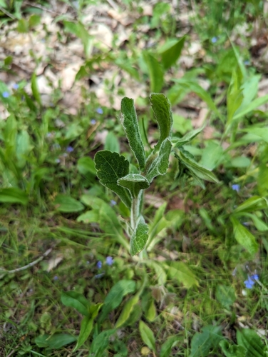 Erigeron philadelphicus — whole plant photograph