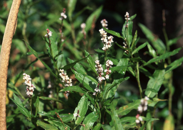 Persicaria hydropiperoides — bloom photograph