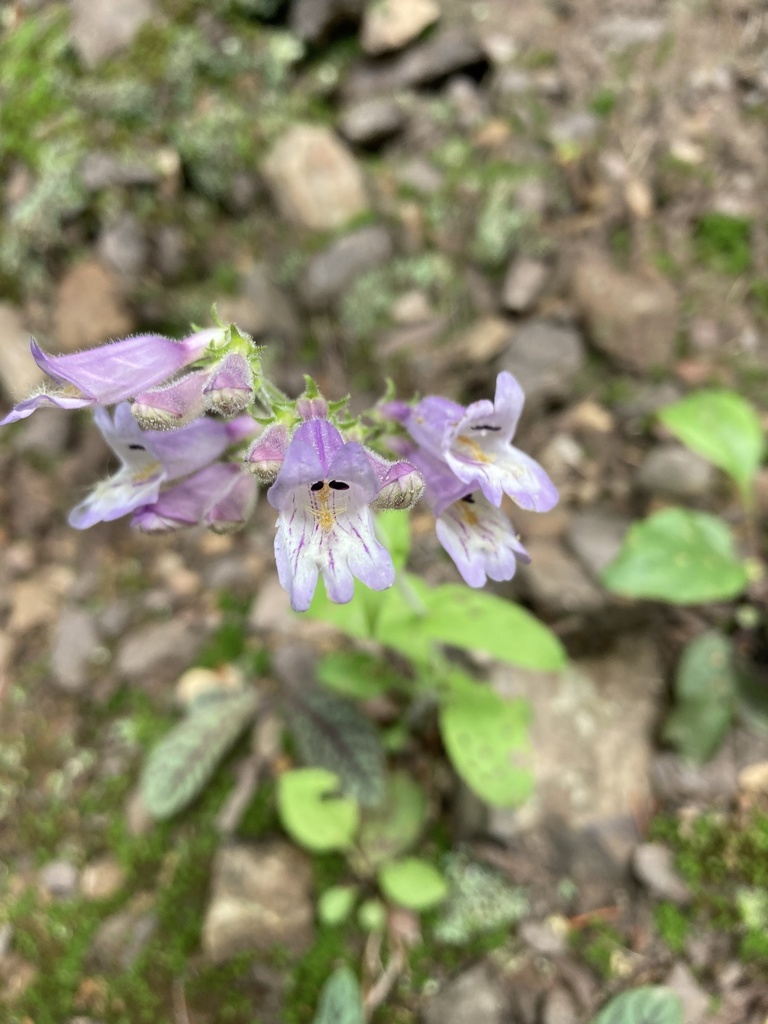 Penstemon canescens — bloom photograph