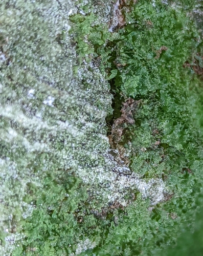 Vittaria appalachiana — reference photograph