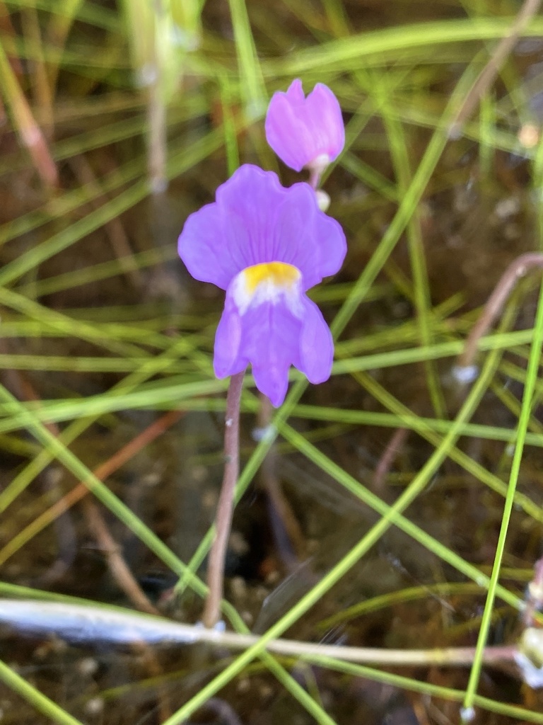 Utricularia purpurea — bloom photograph