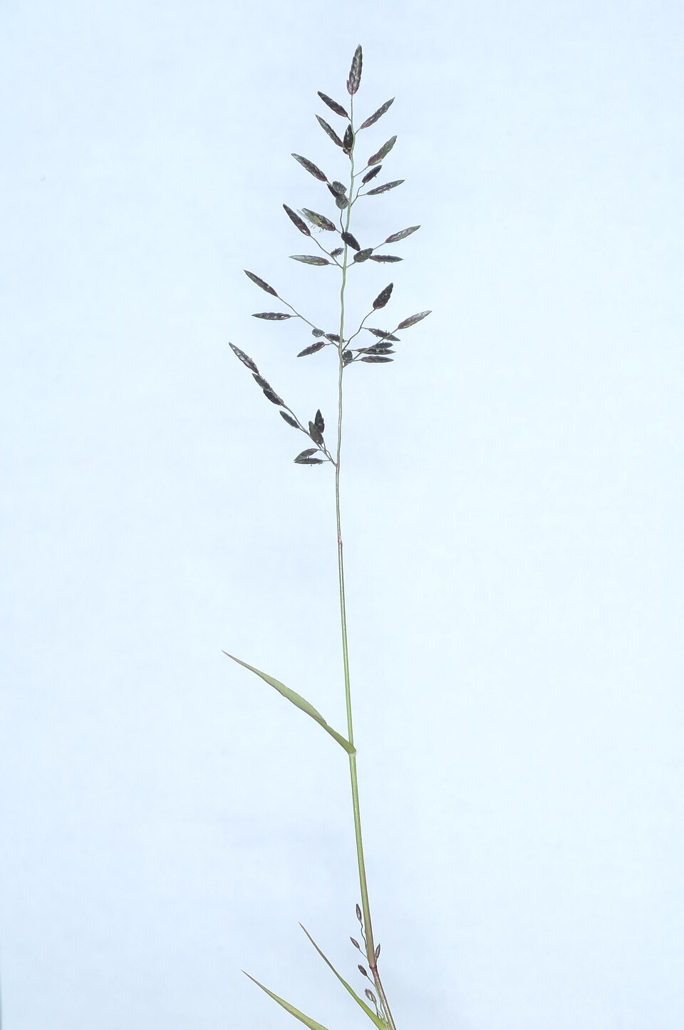 Eragrostis minor — flower photograph