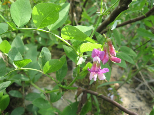 Lathyrus venosus — flower photograph