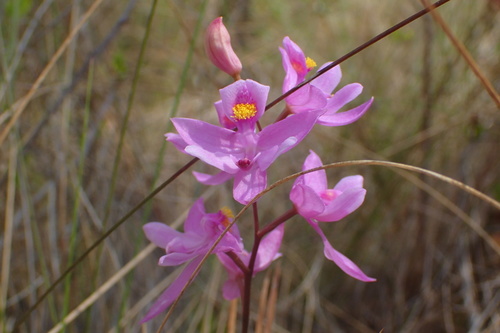 Calopogon barbatus — flower photograph