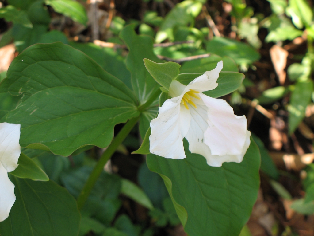 Trillium grandiflorum — bloom photograph