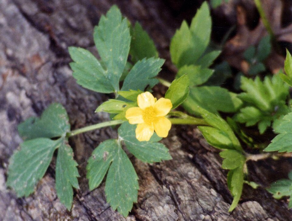 Ranunculus fascicularis — flower photograph