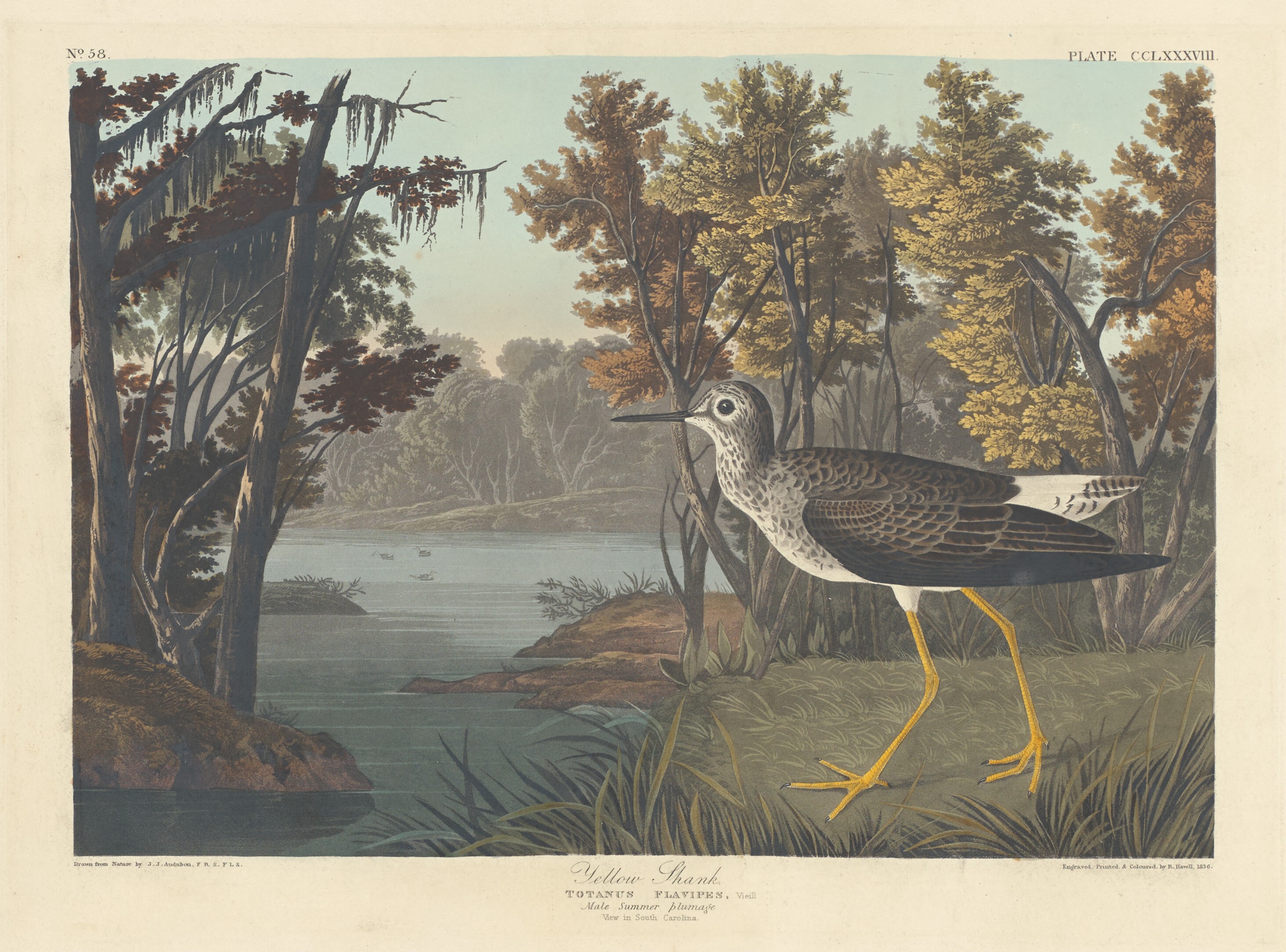 Hand-coloured plate of the Lesser Yellowlegs by John James Audubon, The Birds of America, Havell plate 288