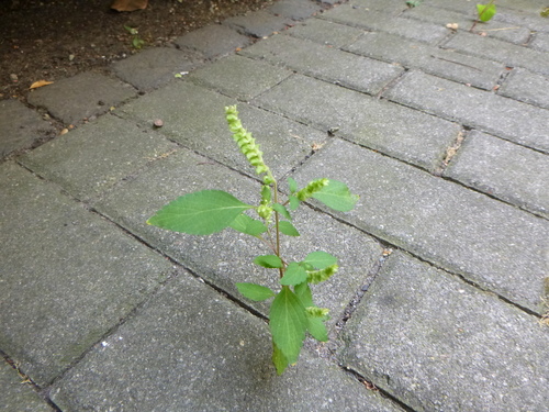 Elsholtzia ciliata — whole plant photograph