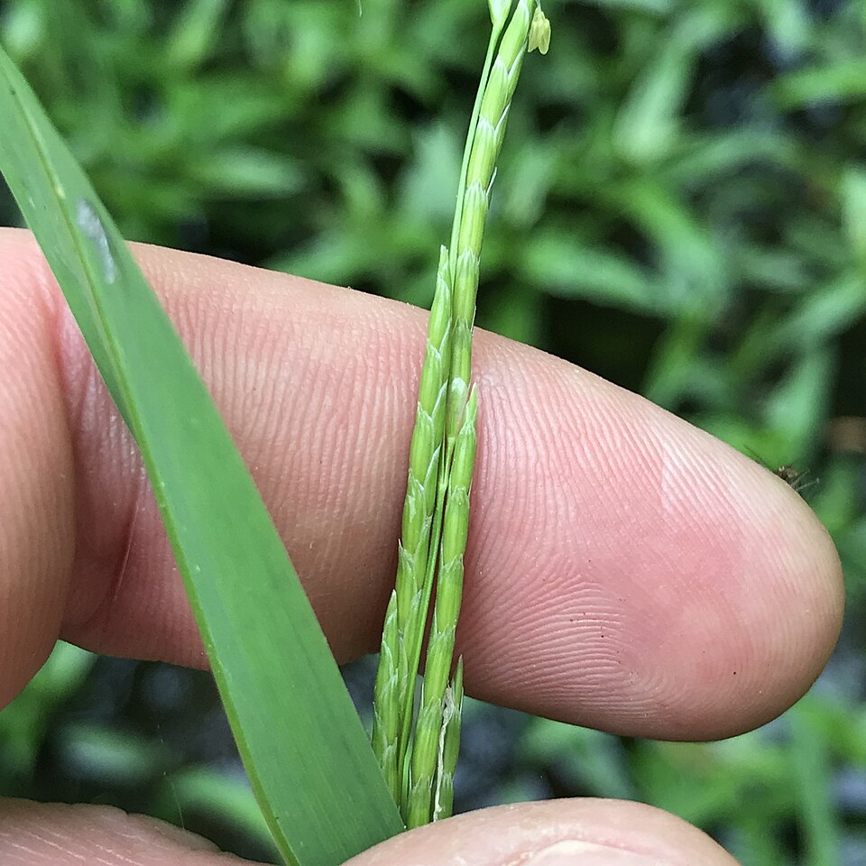 Glyceria septentrionalis — fruit photograph