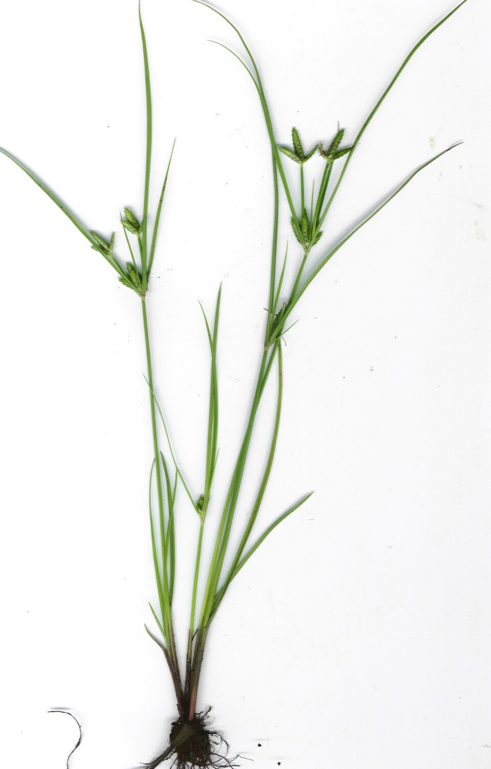Cyperus compressus — whole photograph