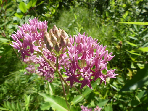 Asclepias rubra — flower photograph