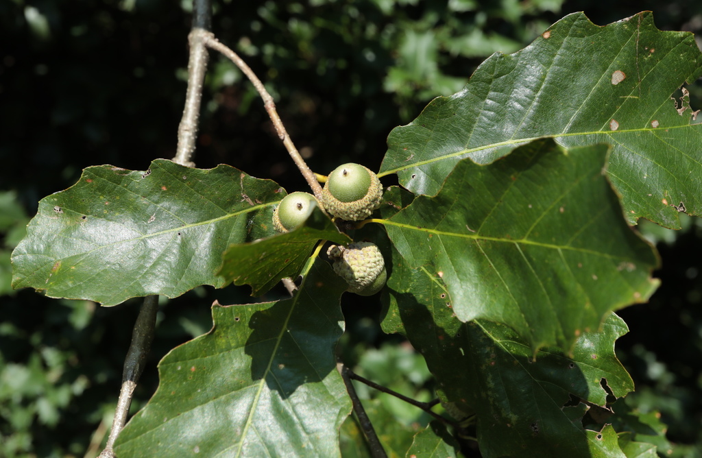 Quercus prinoides — fruit photograph